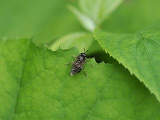 アリノスアブ♀