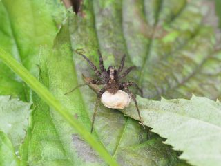 ウヅキコモリグモ