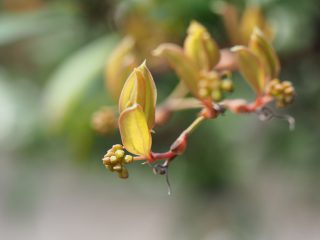 サンキライ