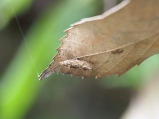 スネブトヒメハマキ（2016年9月15日）
