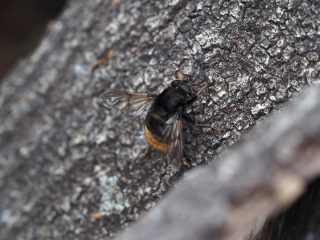 マツムラハラブトハナアブ？（2020年5月20日）