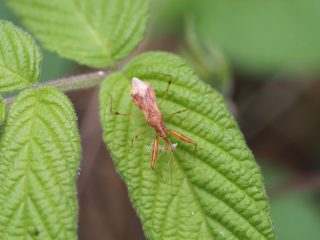 アカマキバサシガメ狩り（2017年6月12日）