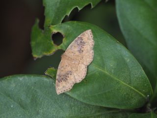 ウスキコヤガ（2.8cm）