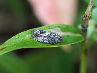 サンカクモンヒメハマキ（1.5cm）