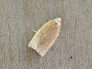 ハマキガの仲間？（2016年5月30日）