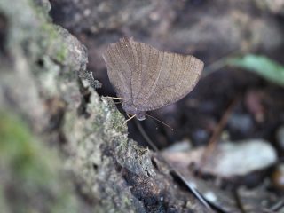 クロコノマチョウ