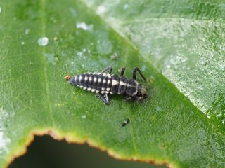 ヒメカメノコテントウ幼虫（2015年5月31日）