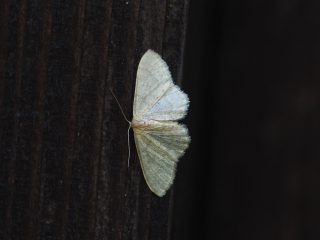ウスキヒメシャク（1.3cm）