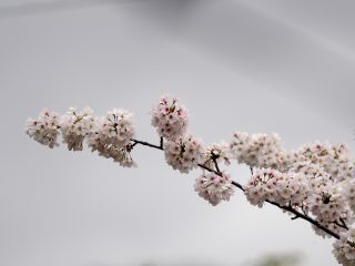 ソメイヨシノ（2015年4月6日）
