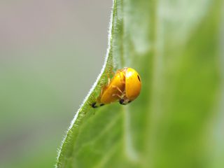 キイロテントウ交尾（2015年6月7日）