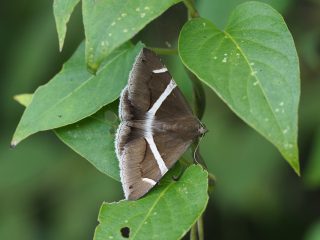 ホソオビアシブトクチバ（4cm）