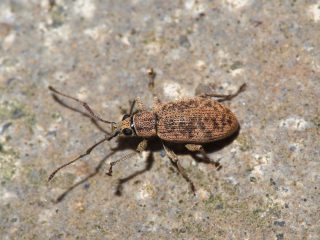 カシワクチブトゾウムシ？（2014年4月22日）
