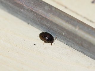 アオツヤキノコゴミムシダマシ♂（2013年8月2日）