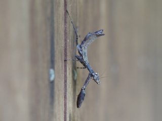 ヒメカマキリ幼虫