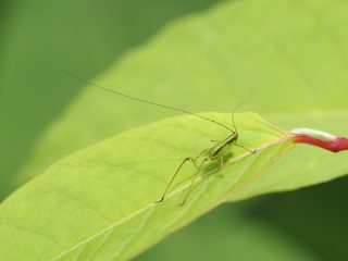 サトクダマキモドキ幼虫（2020年6月6日）