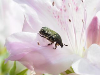コアオハナムグリ（2016年4月23日）
