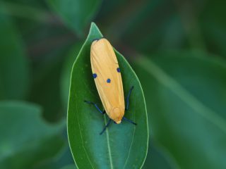 ヨツボシホソバ♀（2.3cm）