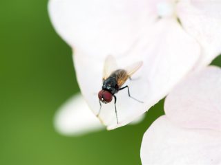 ハナバエの仲間（2013年6月27日）