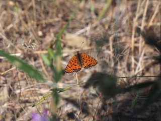 タテハチョウの仲間