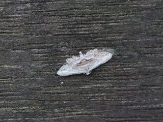 マダラホソコヤガ（1cm）