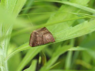 ニセウンモンクチバ？（2021年5月9日）