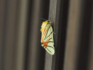 サラサリンガ横側（2016年6月6日）