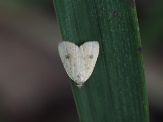 クロテンカバアツバ（1.2cm）