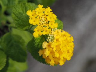 ランタナ黄（2014年10月12日）