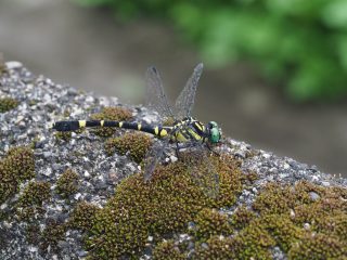 オナガサナエ