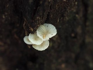ヒダサカズキタケの仲間？（2019年8月31日）