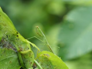オオカマキリ