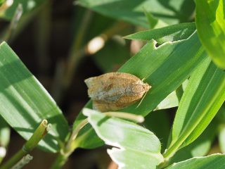 ウスアトキハマキ？（2016年6月3日）