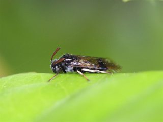 ツノキウンモンチュウレンジ（2016年5月6日）