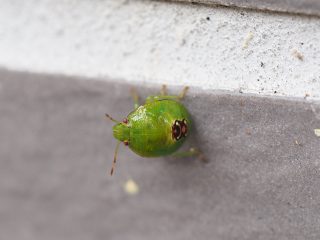 チャバネアオカメムシ幼虫