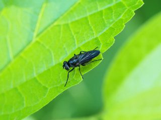カトリバエの仲間？（2019年6月3日）