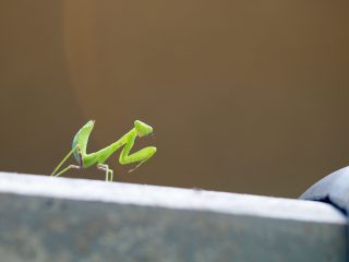 ハラビロカマキリ幼虫