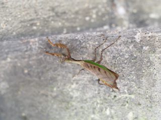 ヒメカマキリ