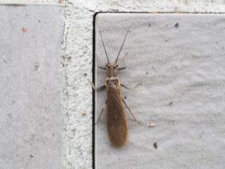 アミメカワゲラの仲間？（2017年5月17日）