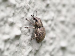 サビヒョウタンゾウムシ
