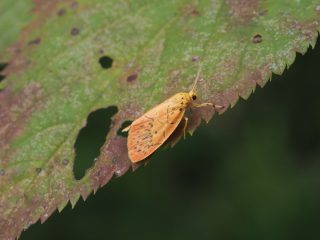 ベニヘリコケガ（1.3cm）