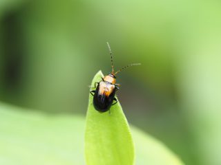 ウリハムシモドキ（2022年6月16日）