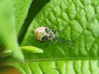 ヘラクヌギカメムシ幼虫（2016年5月7日）