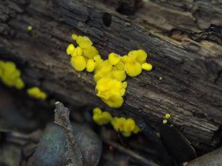 モエギビョウタケ（2017年11月1日）
