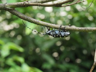 ゴマダラカミキリ