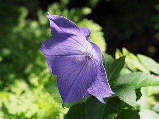 キキョウ（2016年6月26日）