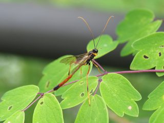 コンボウアメバチ（野辺山）（2020年7月18日）