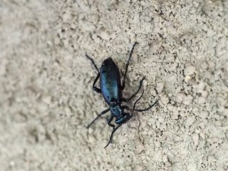 ヒメツチハンミョウ