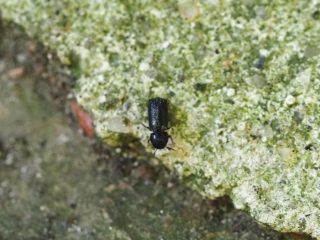 カキノフタトゲナガシンクイ（2020年6月21日）