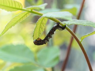 オカモトトゲエダシャク幼虫（2015年4月27日）
