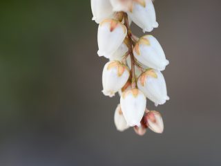 アシビ白（2015年3月10日）